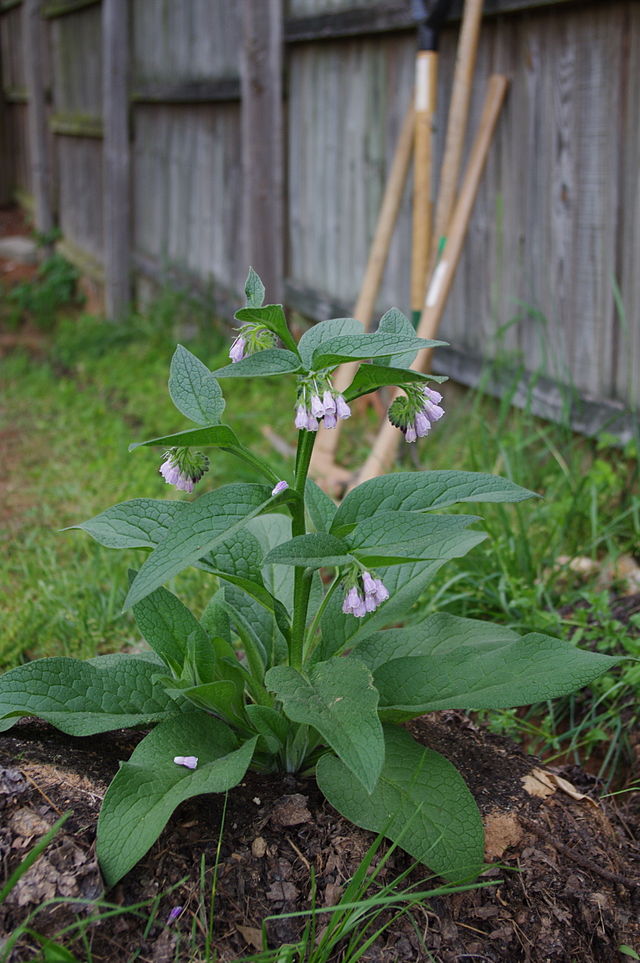 albstroka-blog-lorena-stroka-gazetare-comfrey-barishtja-qe-rrit-energjine-ne-maksimum