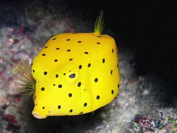 boxfish_peshku-katerkendor-kuriozitete-ne-shqip-nga-lorena-stroka